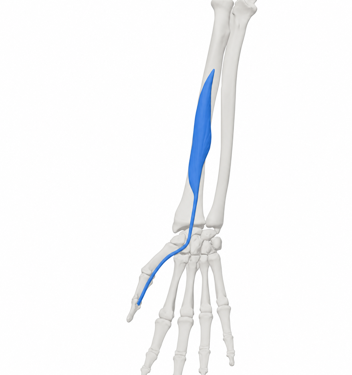Langer Daumenbeuger (Flexor pollicis longus)