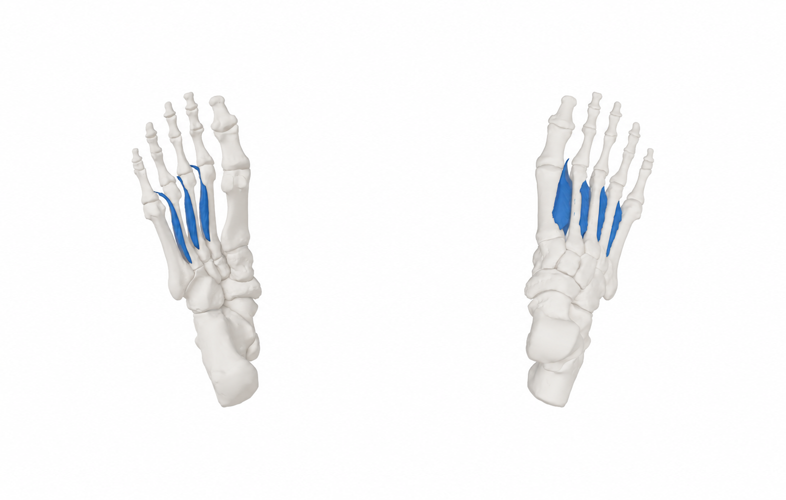 Zwischenknochenmuskeln des Fußes (dorsal und plantar)