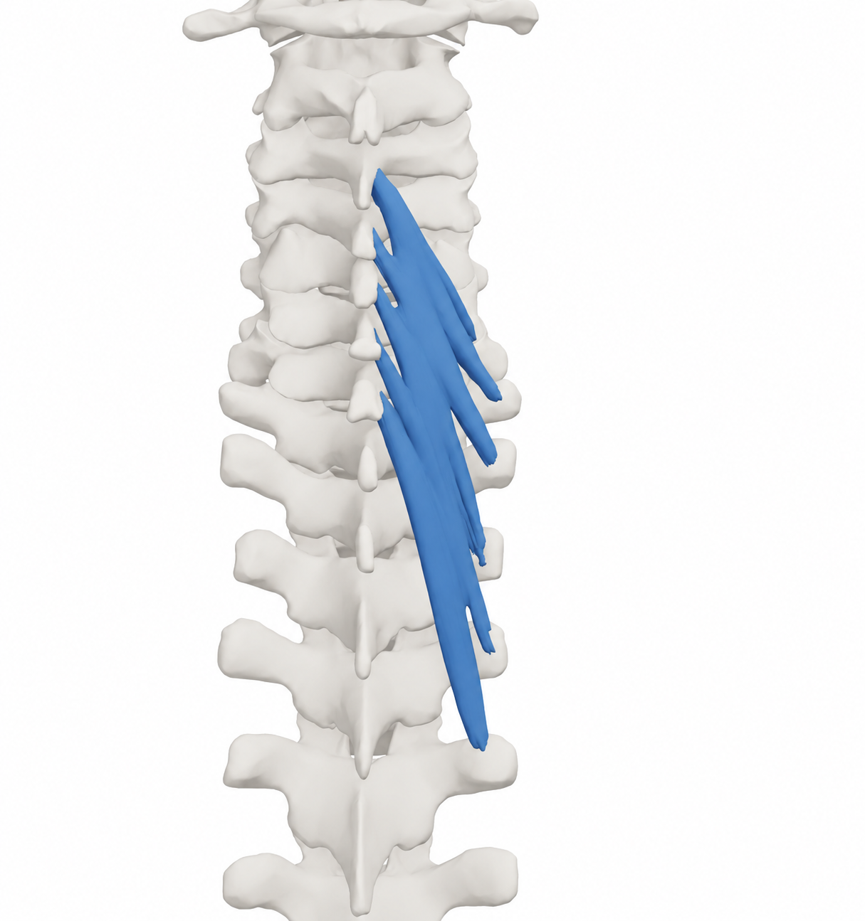 Halbdornmuskel des Halses (Semispinalis cervicis)
