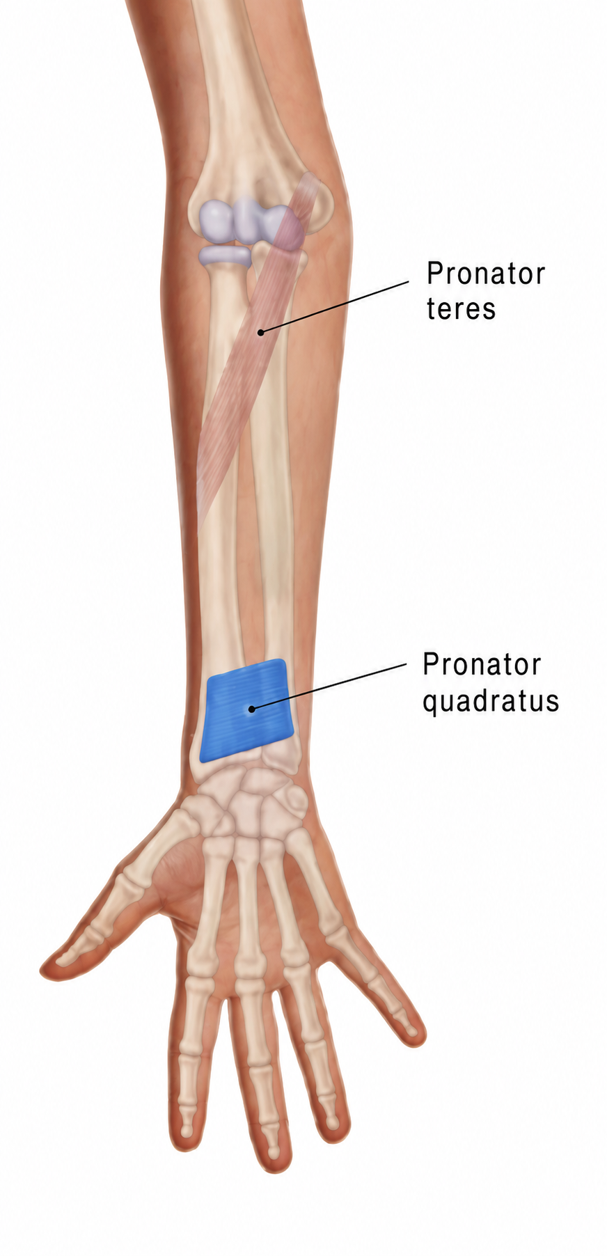 Viereckiger Einwärtsdreher (Pronator quadratus)