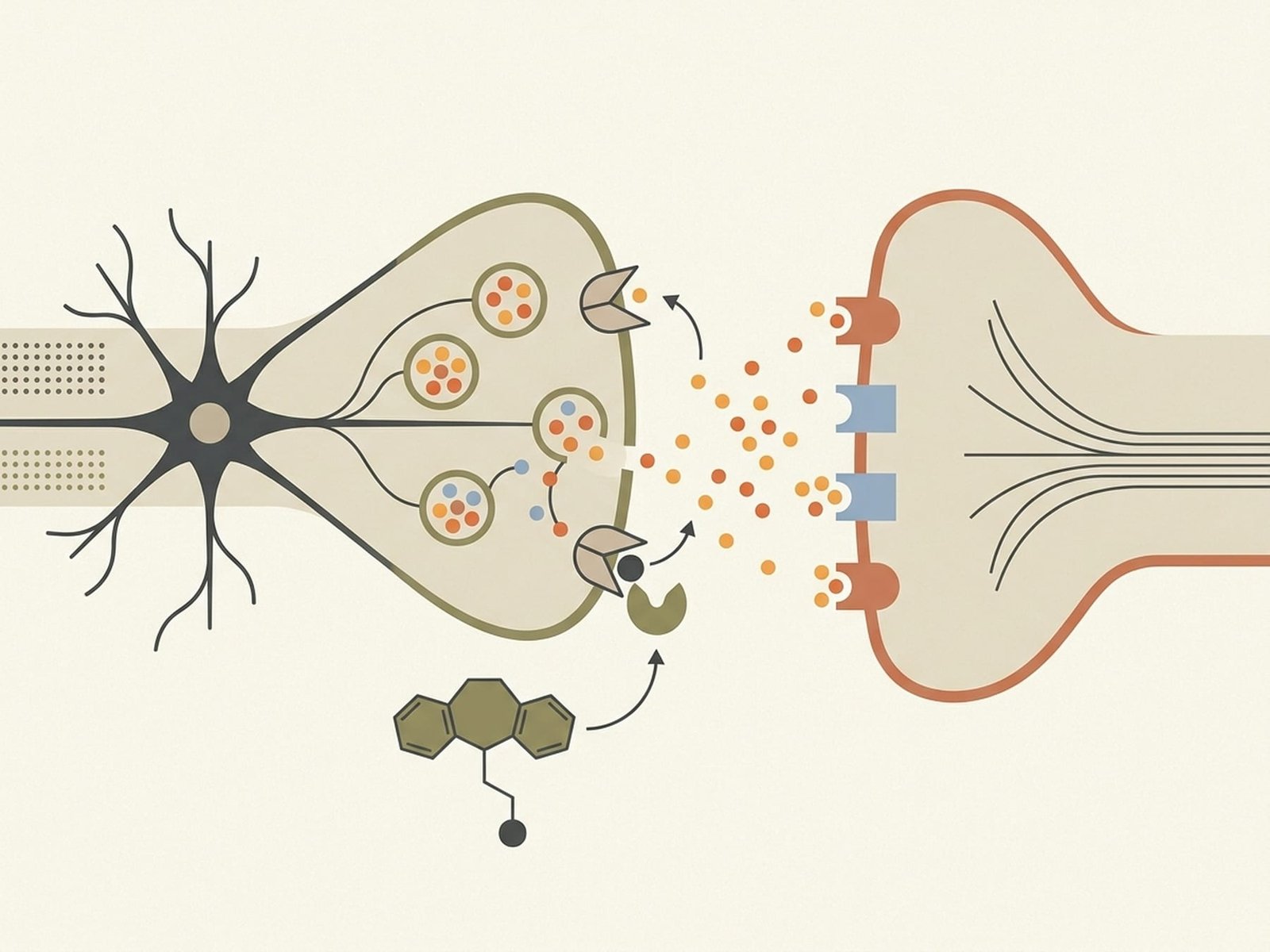 Mechanism of Action