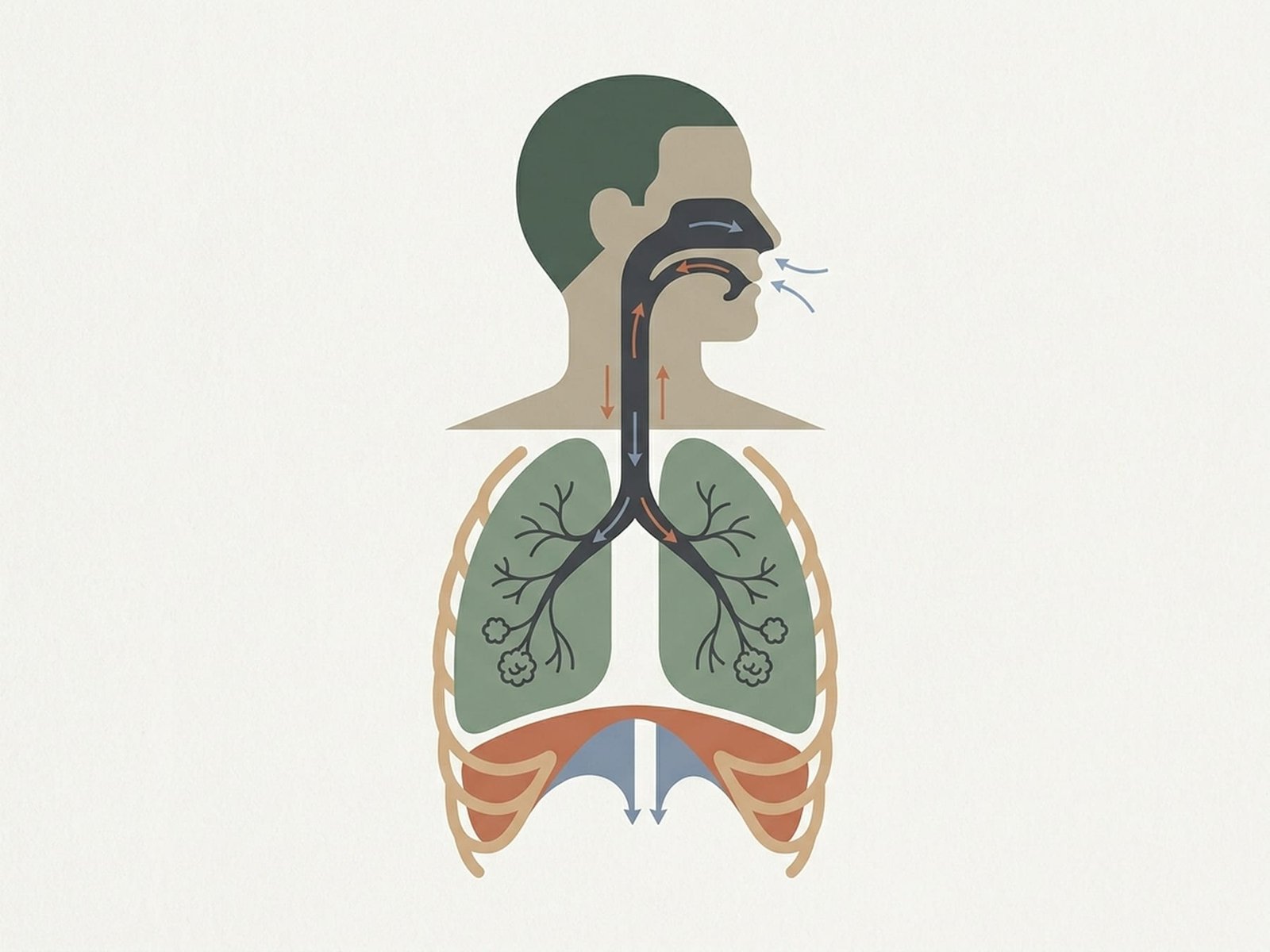 Muscles respiratoires
