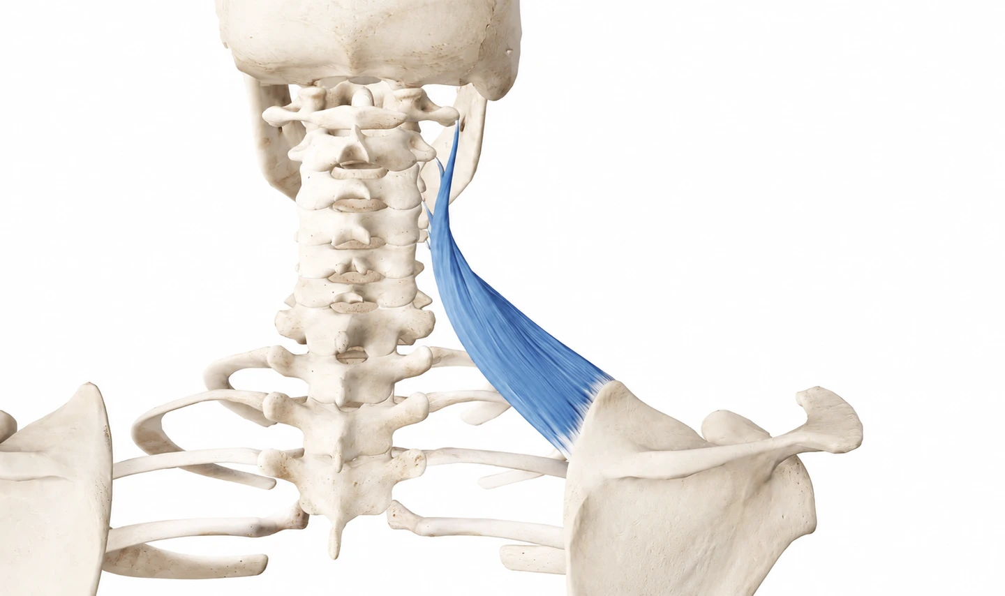 Vue postérieure de l’élévateur de la scapula droit, en bleu, s’étendant des digitations cervicales supérieures visibles jusqu’au bord médial supérieur de la scapula.