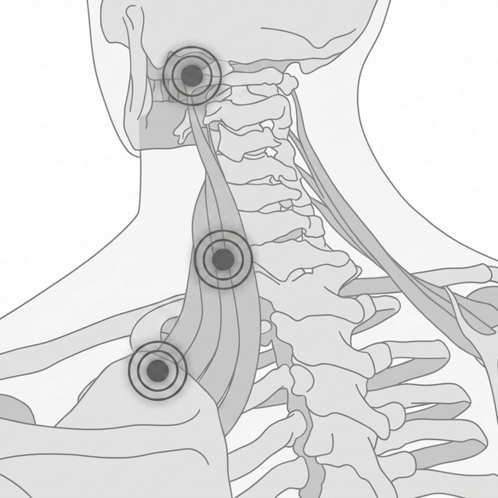Musculus levator scapulae