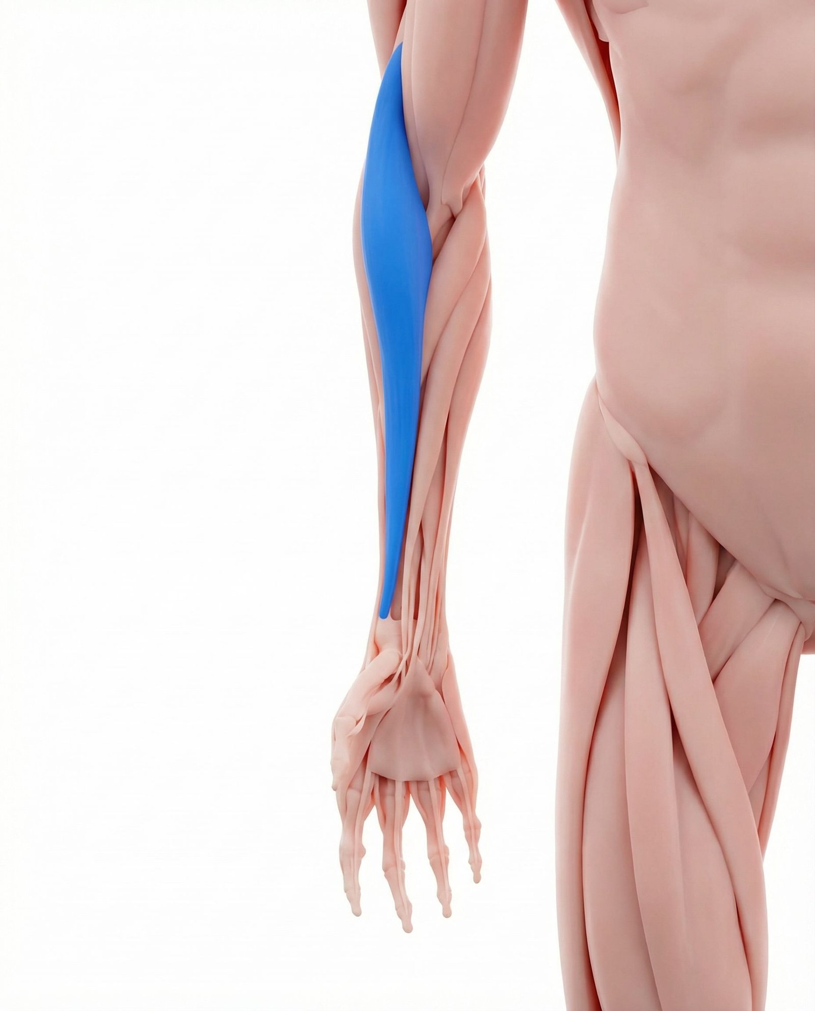 ब्रेकियोरेडियलिस (brachioradialis)