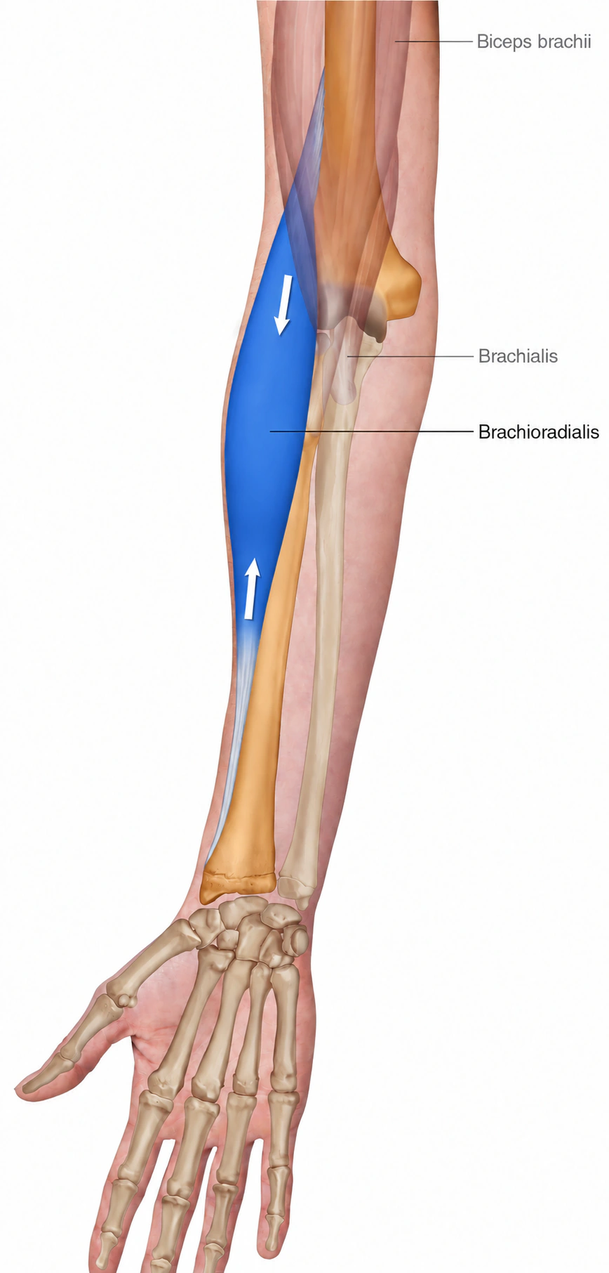 Brachioradialis — Muskel