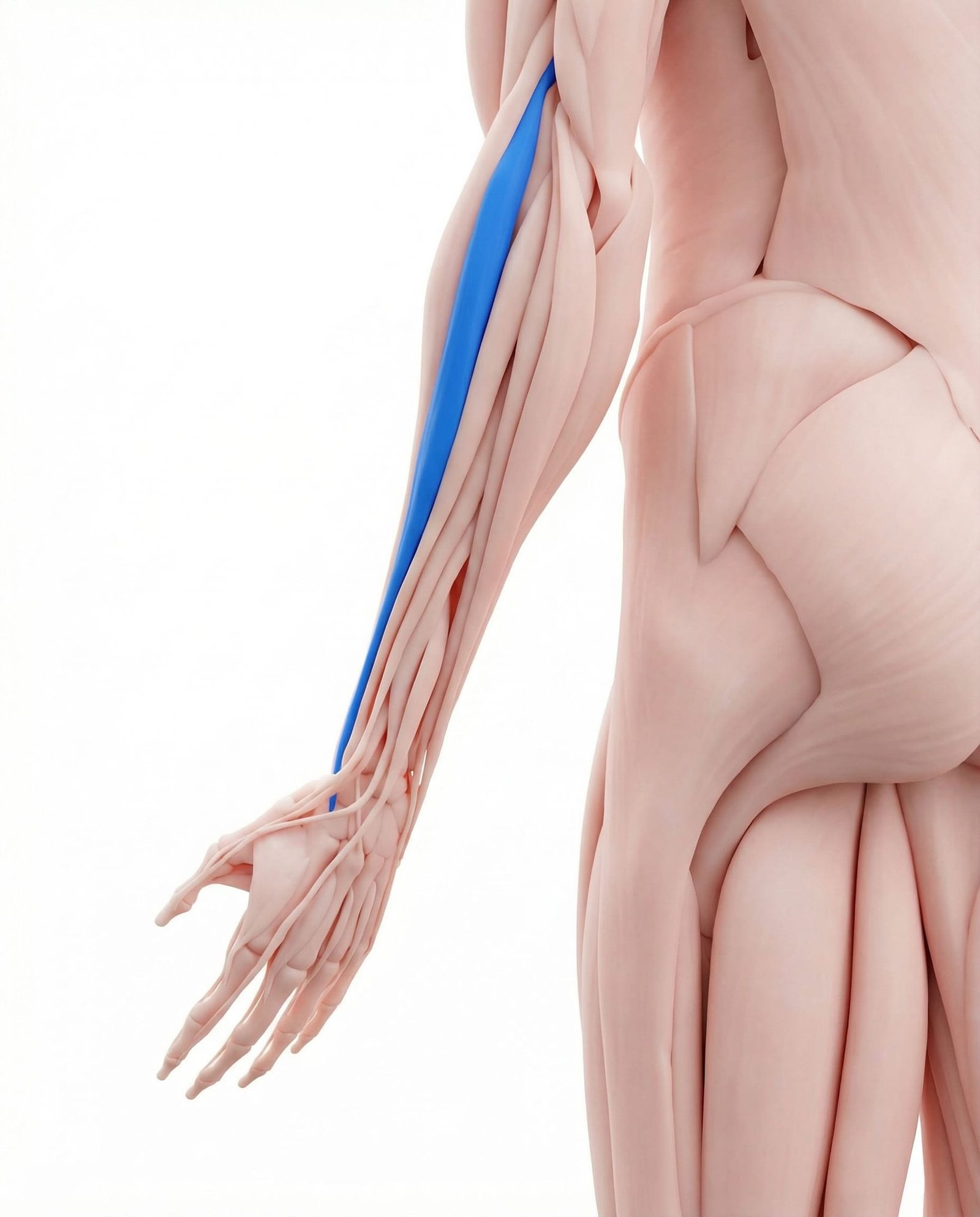 Extensor Carpi Radialis Longus
