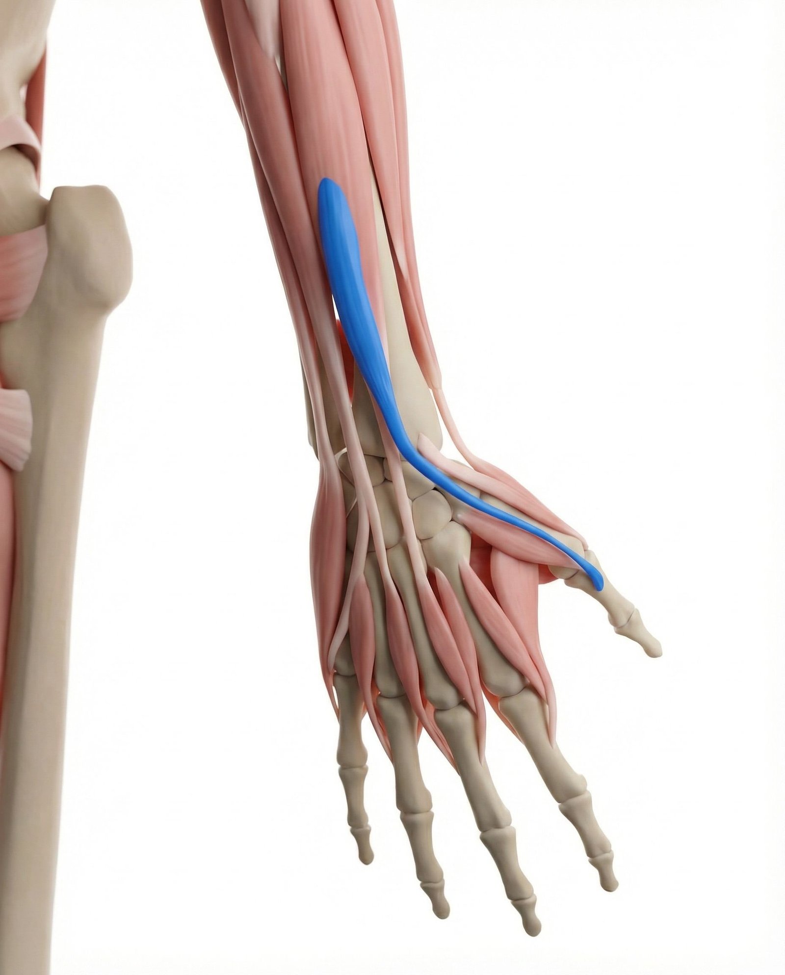 Extensor corto del pulgar