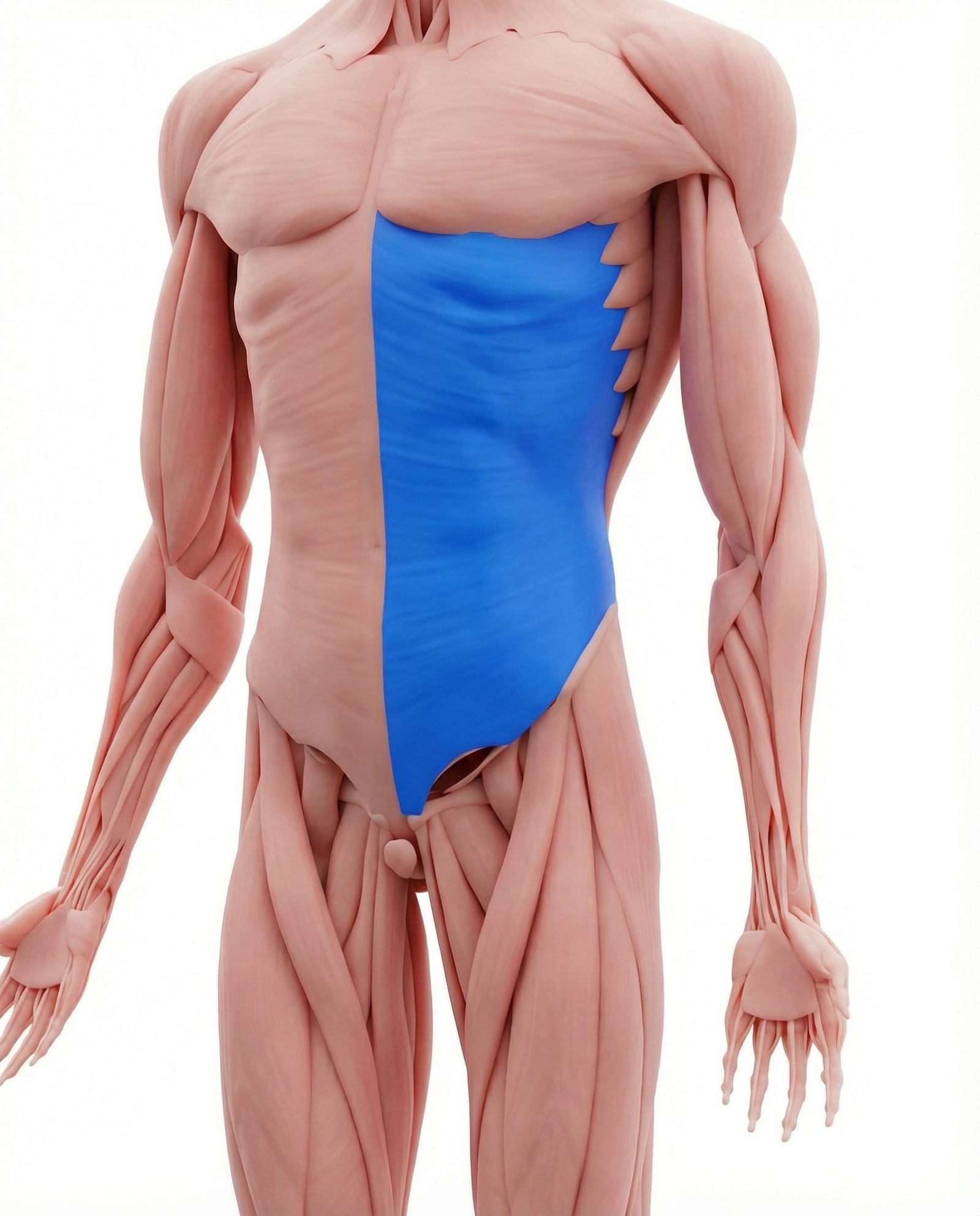 Musculus obliquus externus abdominis