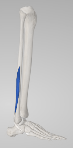 Fibular corto (peroneo corto)