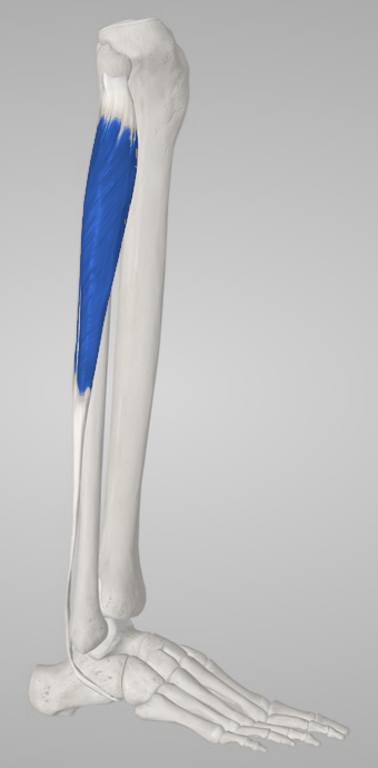 Langer Wadenbeinmuskel (M. fibularis longus)