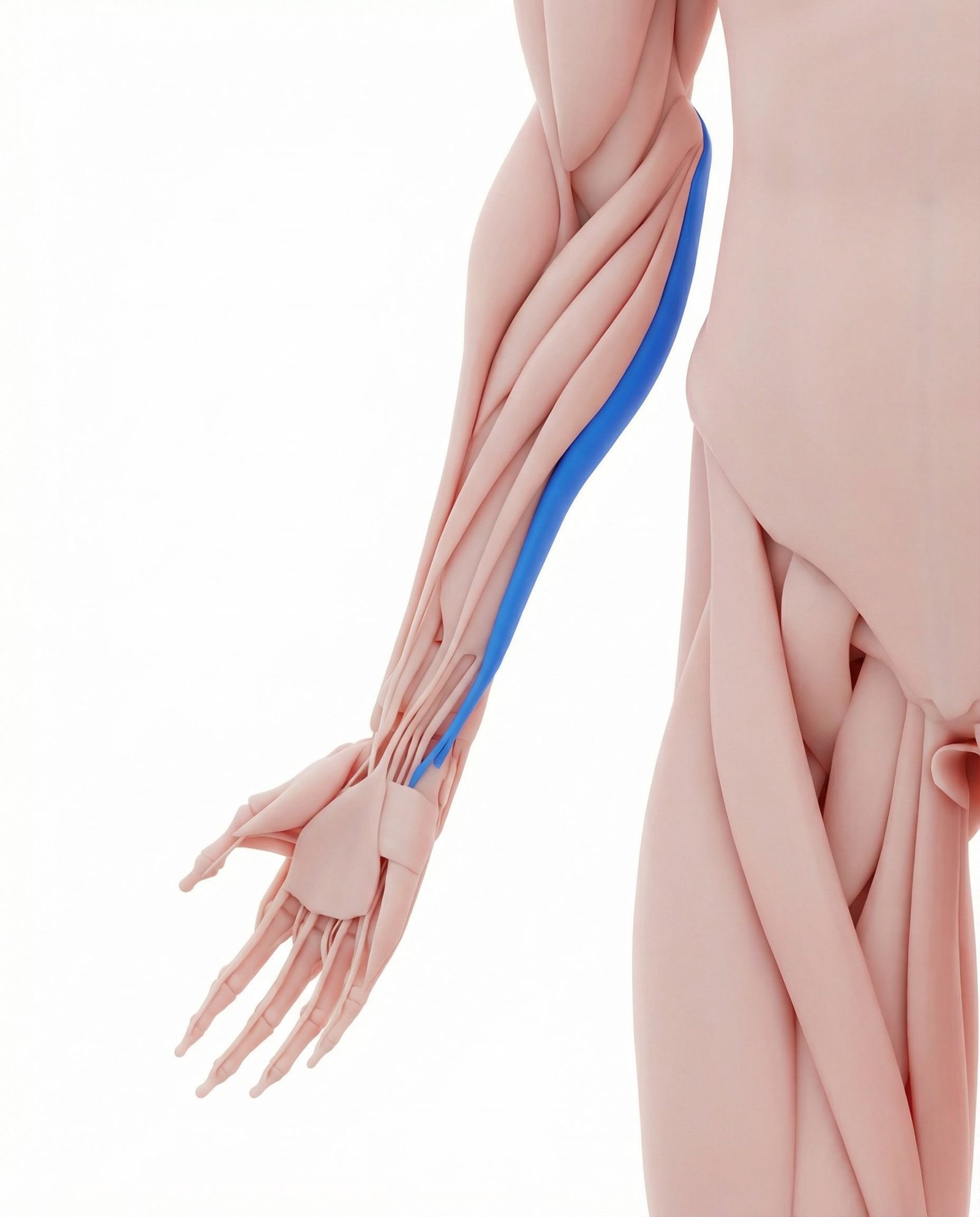 Flexor carpi ulnaris