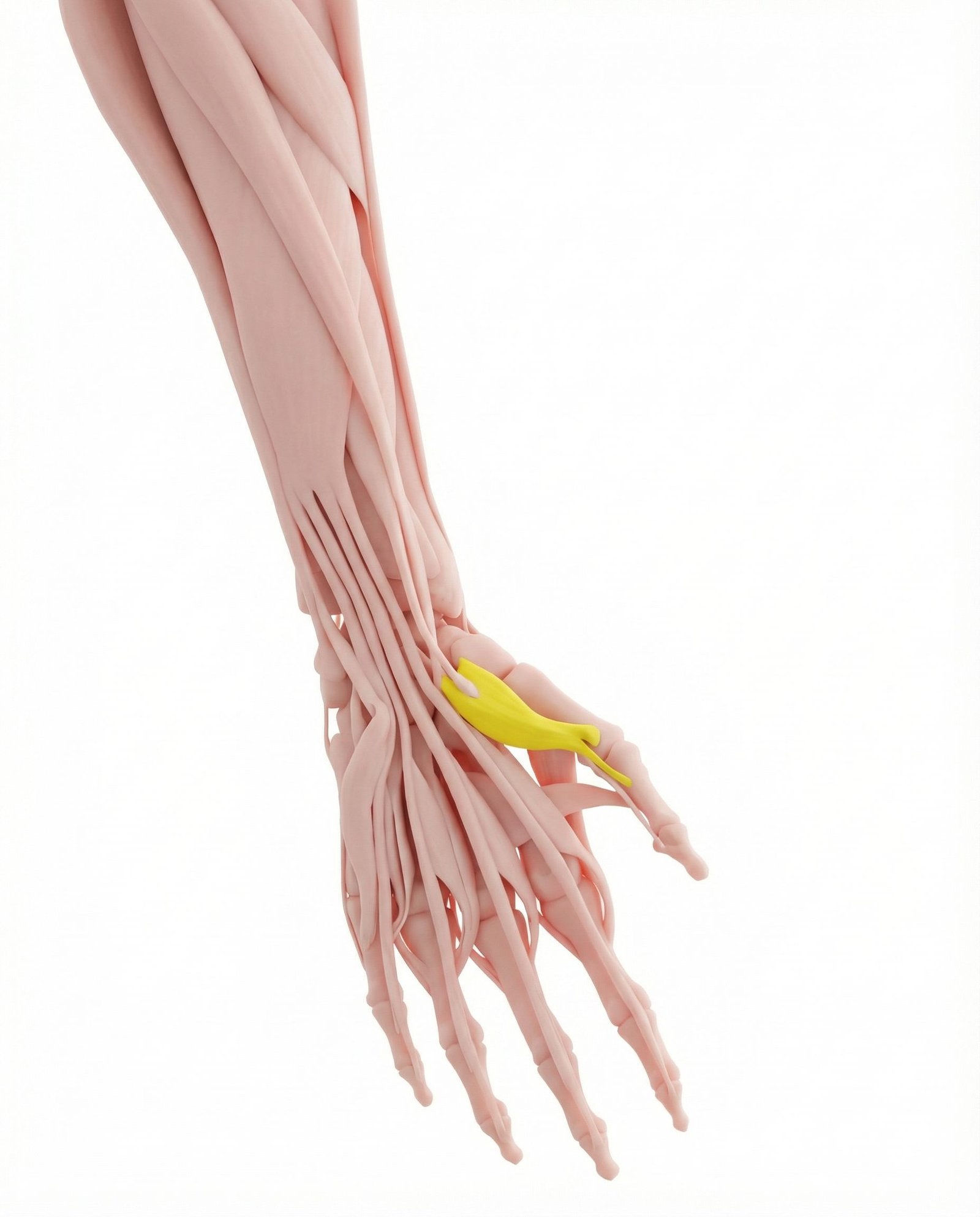 Flexor Pollicis Brevis