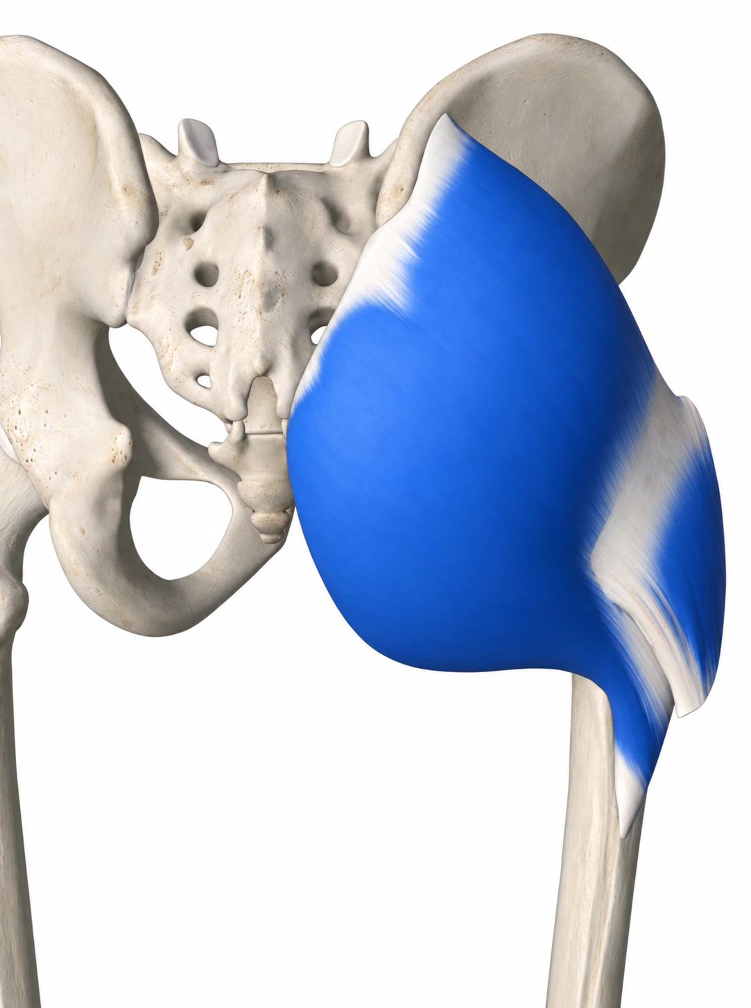 Gluteus maximus — Muskel