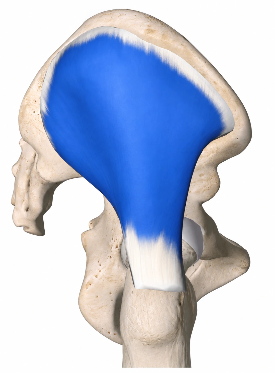 Gluteus Medius — Muskel