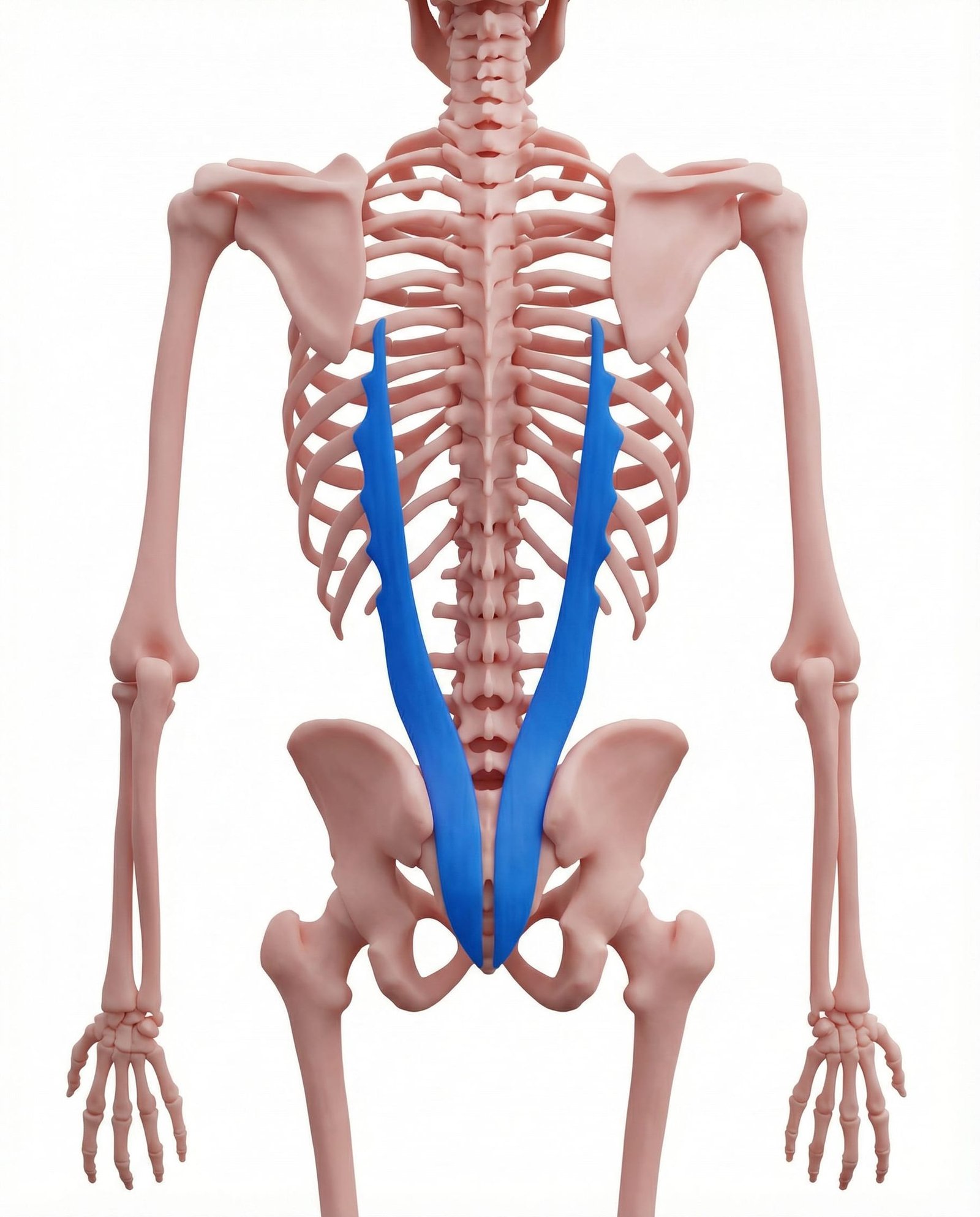 Iliocostalis Lumborum