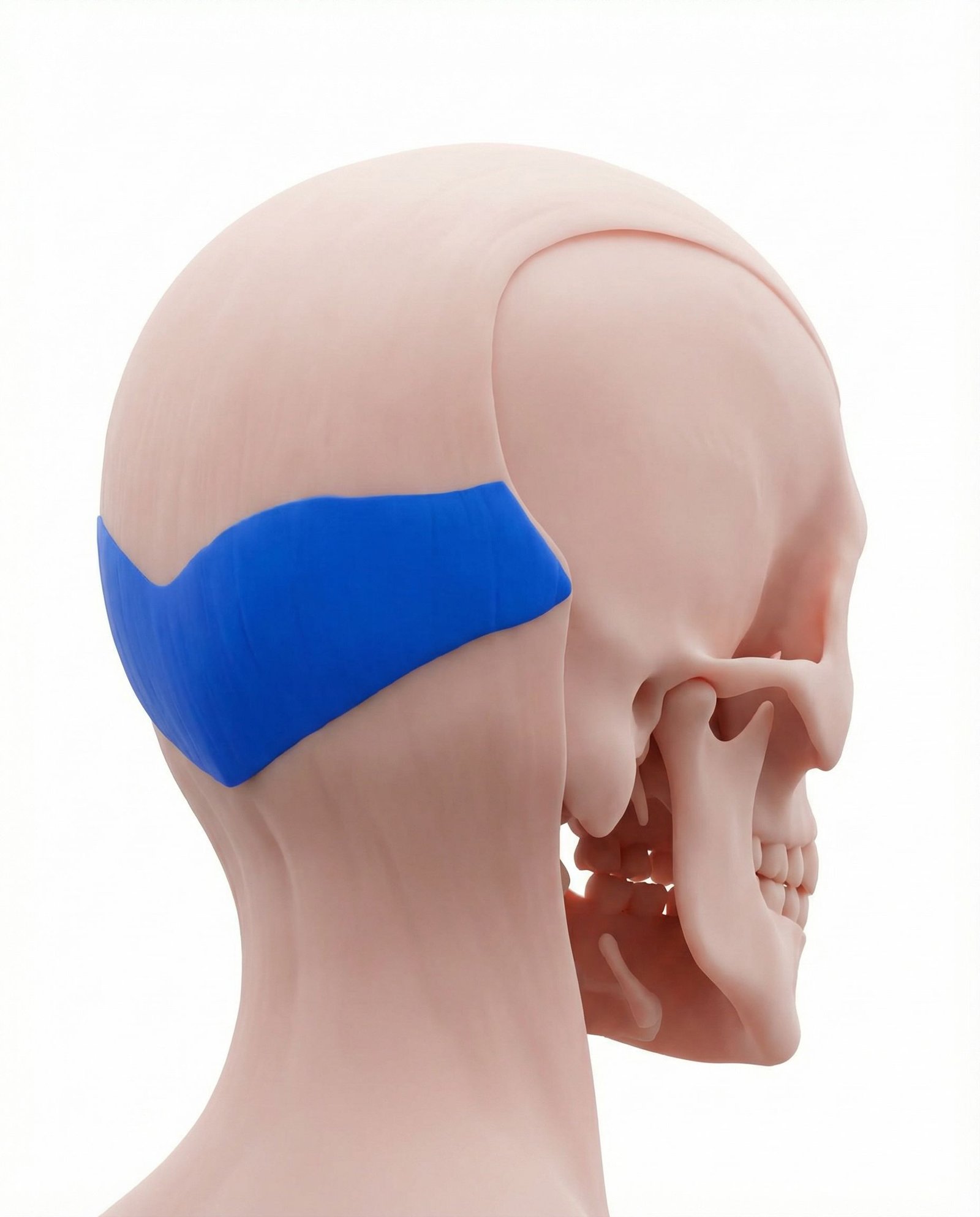 Occipital