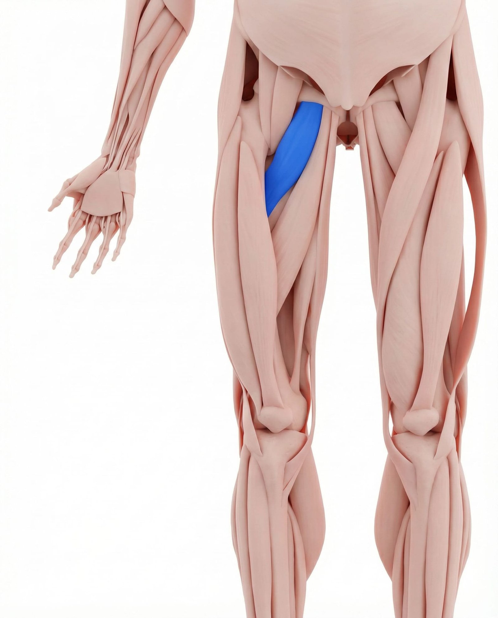 Pectineus