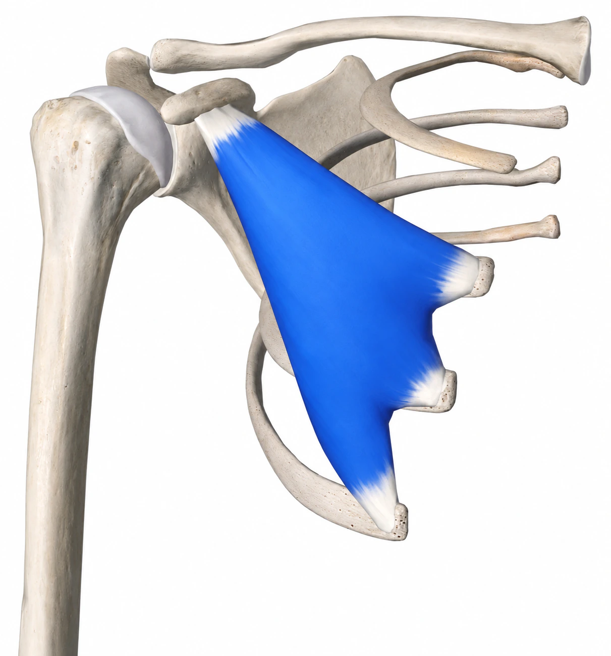 Pectoralis Minor — Muskel