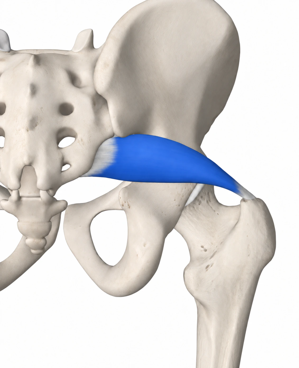 Piriformis — Muskel