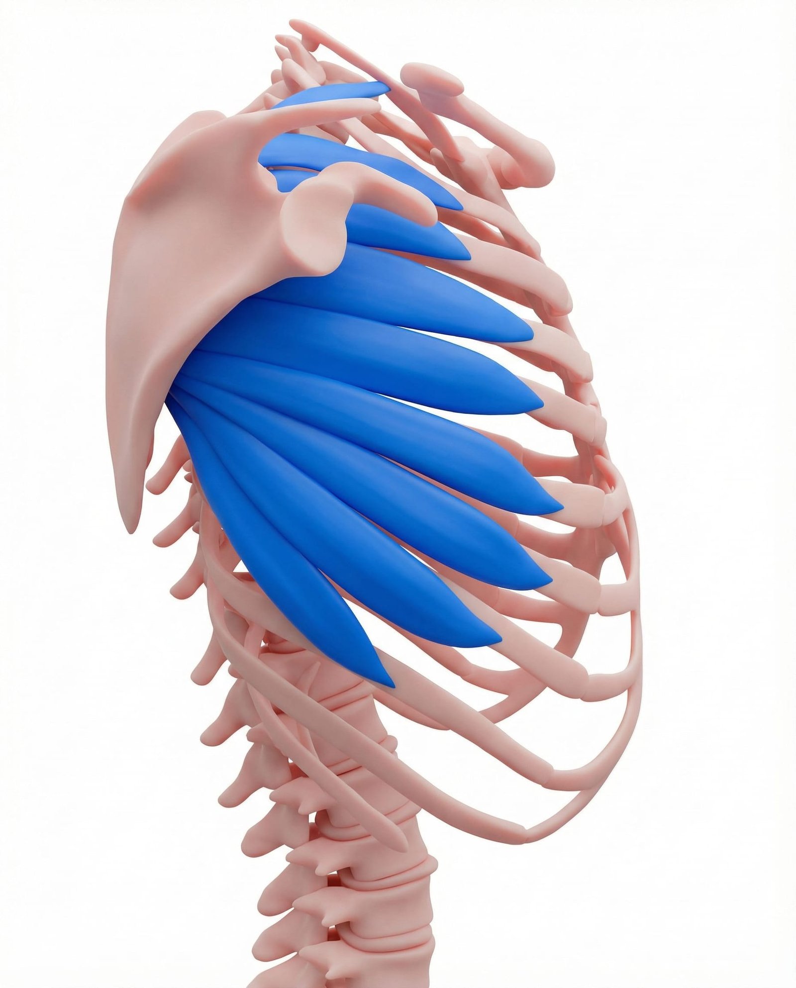 Serratus Anterior