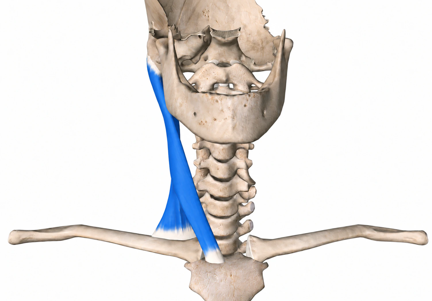 Sternocleidomastoideus — Muskel