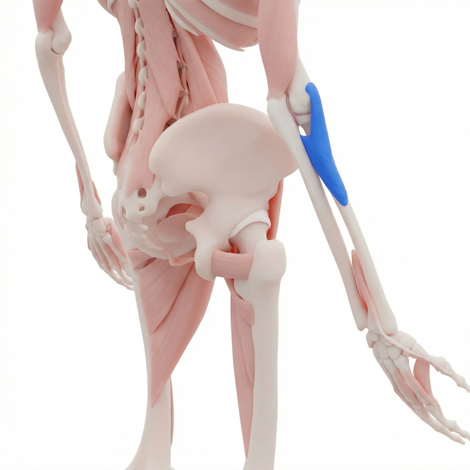 Supinator