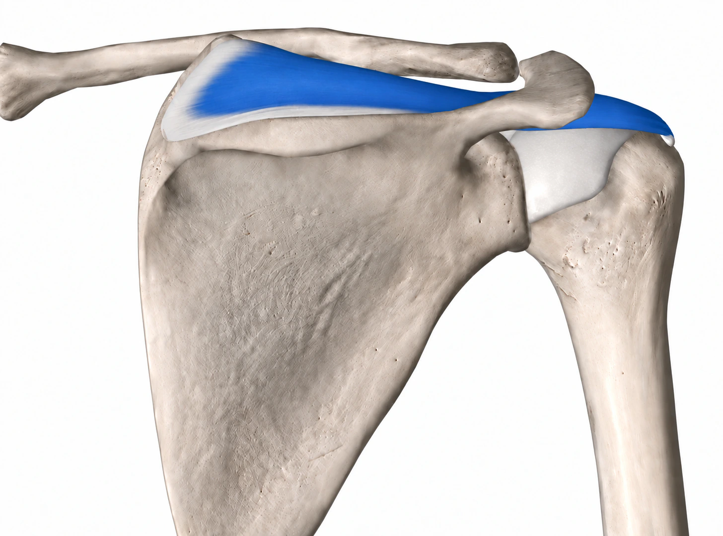 Supraspinatus — Muskel