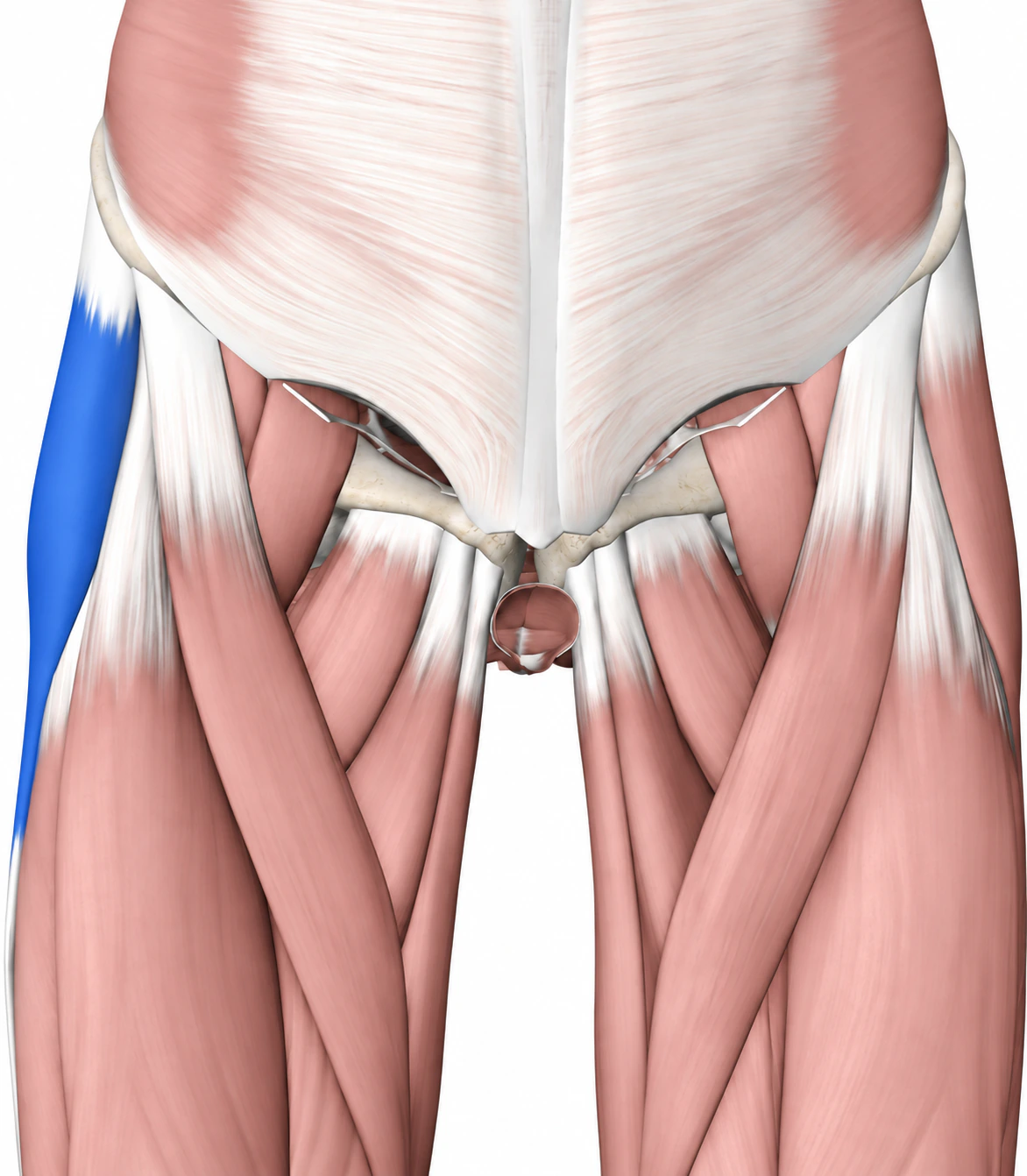 Tensor fasciae latae — Muskel