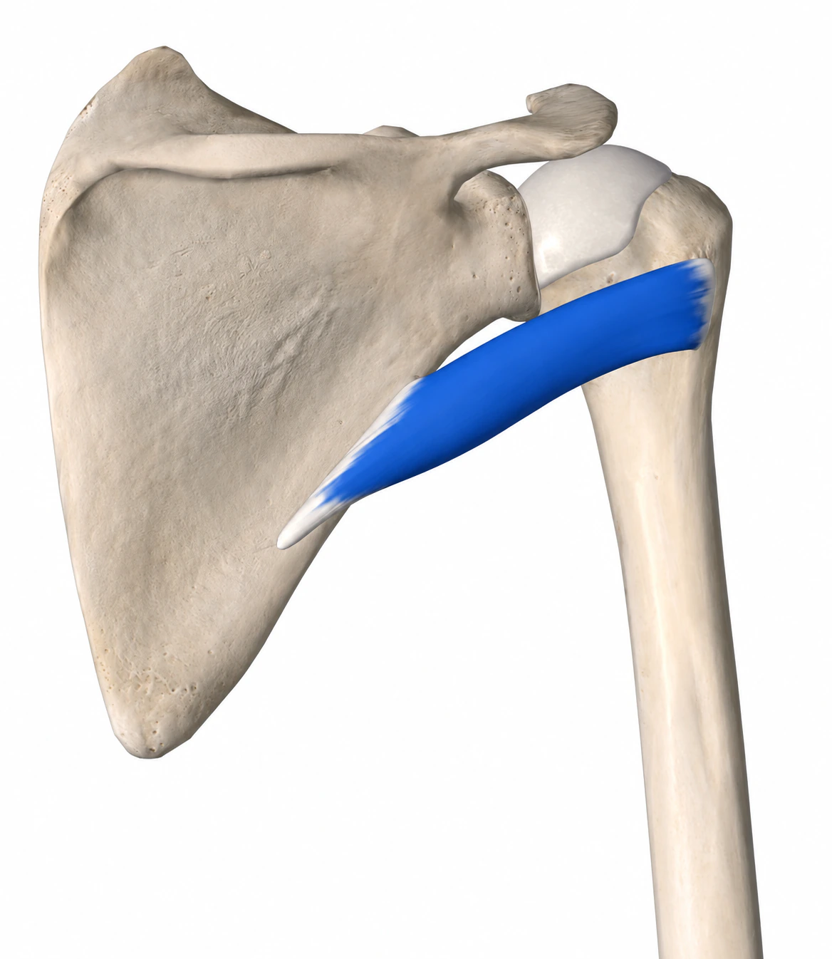 Teres Minor — Muskel