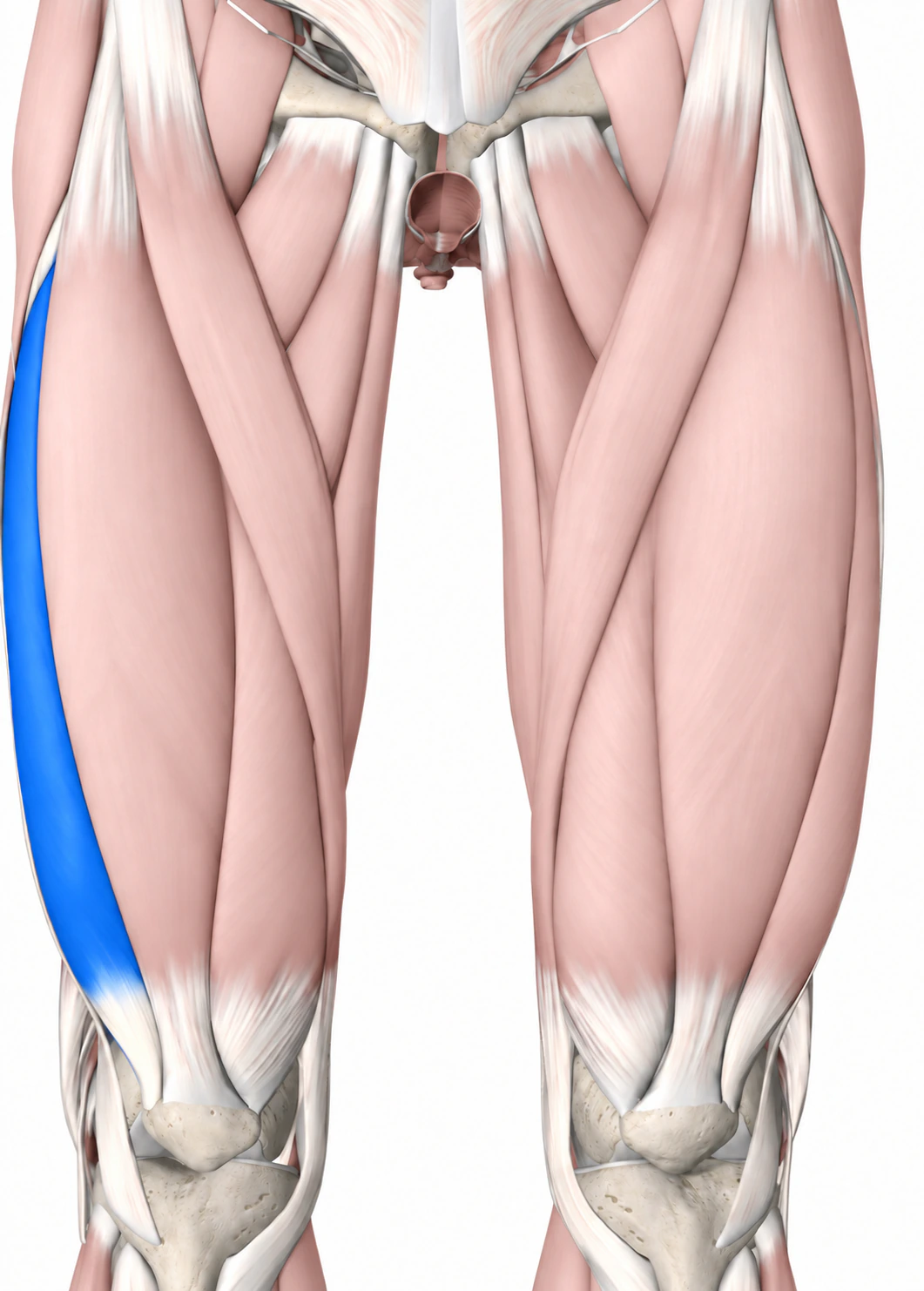 Vastus lateralis — Muskel