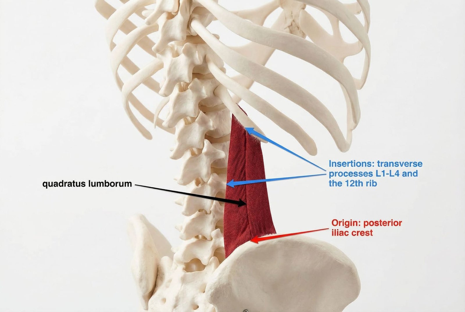Anatomie des localisations des points-gâchettes du QL