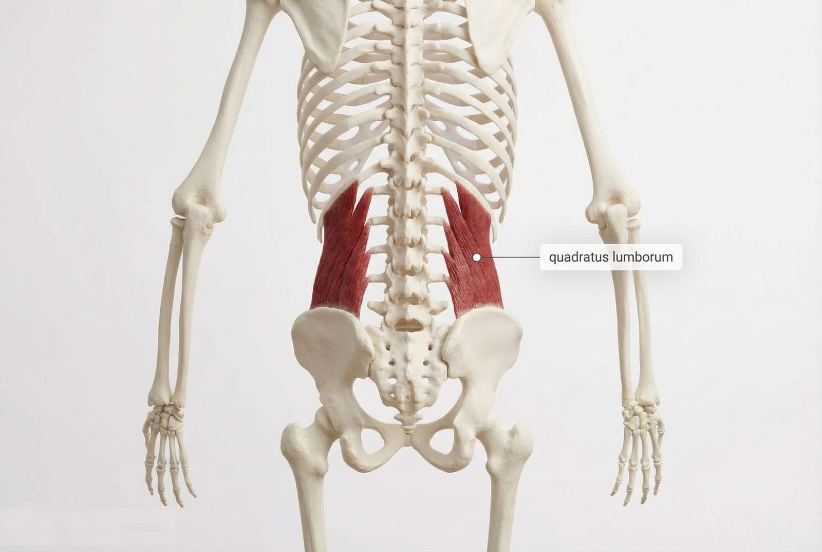 Diagramme d’ensemble de l’anatomie du carré des lombes