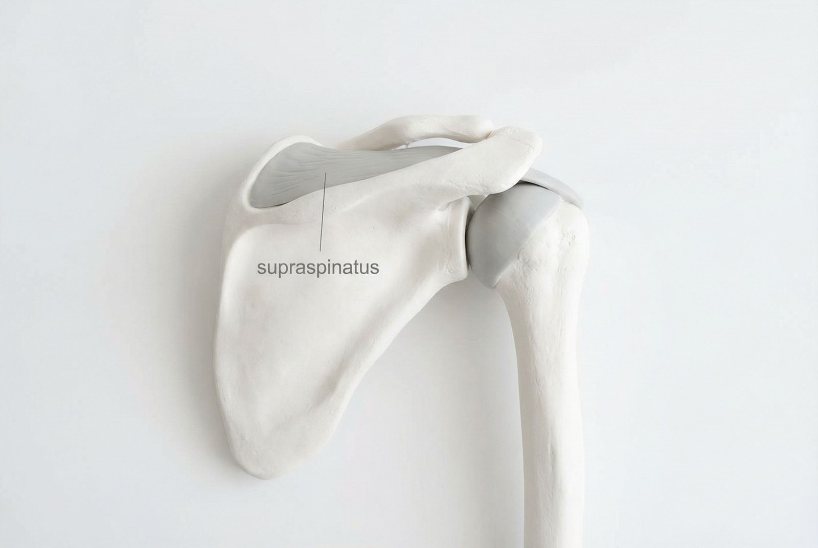 Anatomie du muscle supra-épineux vue supérieure de la scapula